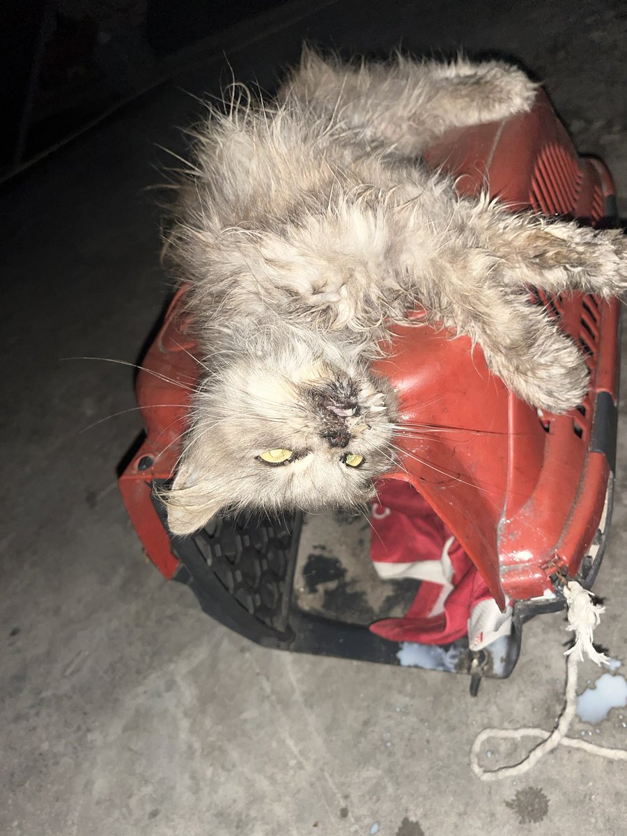 Sharif30Jamal's tweet photo. Lulu is still fighting to recover, but she needs medical care, vitamins, and food. 💔🐾 We are still 170€ short. Please help me care for my beloved Lulu. Even a small donation can bring us closer to getting her the help she needs. 🙏😭 https://t.co/GXioBFZt0K https://t.co/VWcr5M5mZK