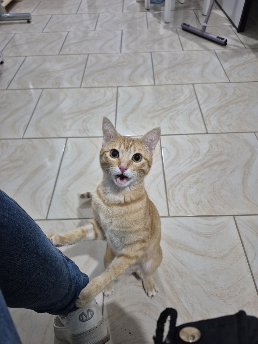 thesnowyraven's tweet photo. @fehdubs APROVEITE SEU LARANJA AMO LARANJAS MINHA LARANJA É INCRÍVEL LARANJAS SÃO INCRÍVEIS https://t.co/qq0fYjDWqg