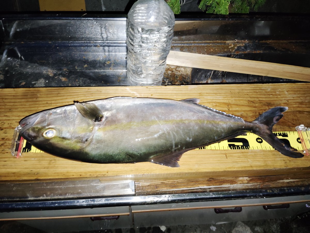 shiva1926's tweet photo. 最近の記録更新魚 https://t.co/GMbsg33DFa