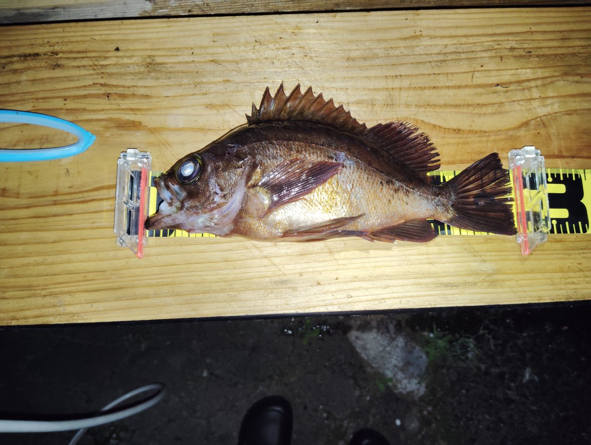 shiva1926's tweet photo. 最近の記録更新魚 https://t.co/GMbsg33DFa