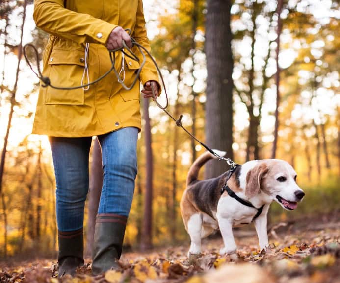 DogsBestLife's tweet photo. How to protect your dog from fall wildlife risks: deer, coyotes and more https://t.co/KPKnqDBovP https://t.co/bfuWFgipn9
