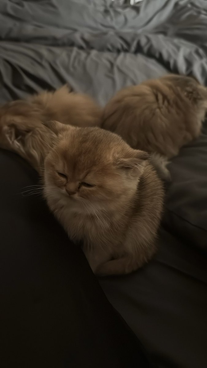 csxill's tweet photo. تاركين كل الغرفه وجايين ينامون عندي 😿 https://t.co/OSrGWF4Im9