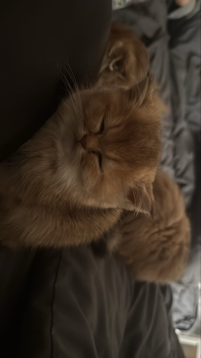 csxill's tweet photo. تاركين كل الغرفه وجايين ينامون عندي 😿 https://t.co/OSrGWF4Im9