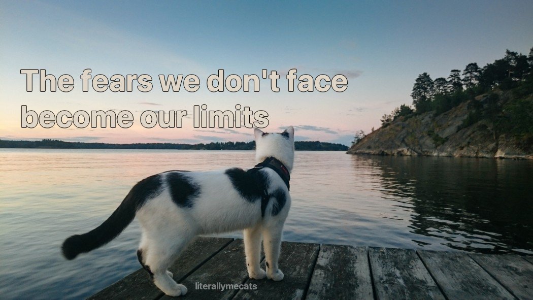 literallymecats's tweet photo. https://t.co/FQK5ZBZcQW