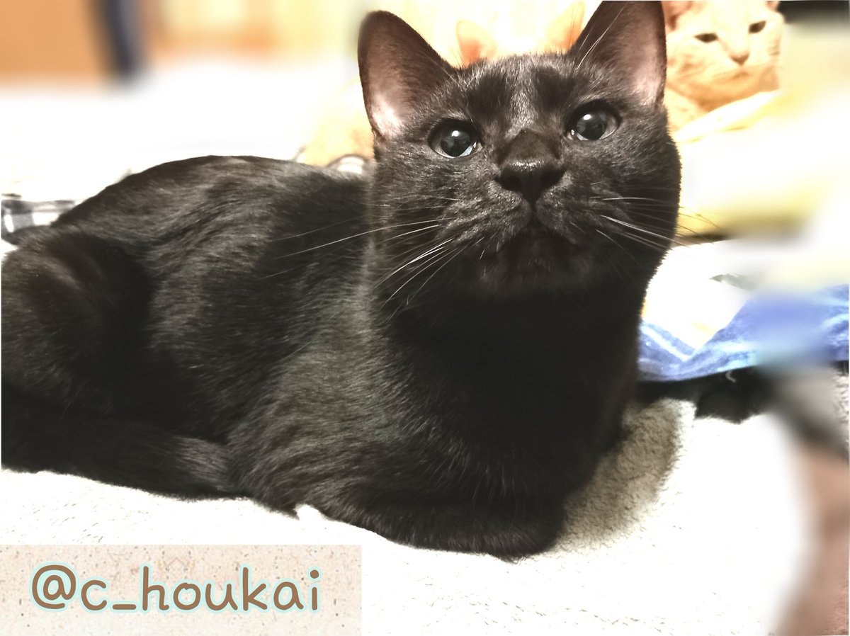 c_houkai's tweet photo. お世話になっております
いつも猫達を支えてくださり誠に有難う御座います。不躾なお願いで大変恐縮ですが、日々消費が激しい猫砂･フードを常時募集しております。申し訳御座いませんが
お力添えいただけますと幸いです
宜しくお願いいたします

https://t.co/MfqbvBlpTL https://t.co/APEgKJGz4k