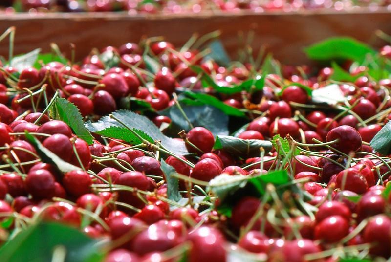 FPJlive's tweet photo. Global cherry crop forecast to hit record 5.4mn tonnes https://t.co/C2TtMGm1YJ https://t.co/aG0Ixpt4zj