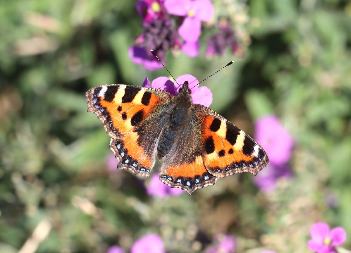 attjemeekma's tweet photo. En ook de #kleine_vos is nog aanwezig. In de langjarige trend gaat de soort volgens @vlinderNL achteruit. Hier in het Noorden komt ‘ie gelukkig nog volop voor. Deze soort overwintert ook als vlinder en is dus in het voorjaar al snel te zien. 

#insectenopdeboerderij 🦋🐄 https://t.co/8WzVZPVRXC