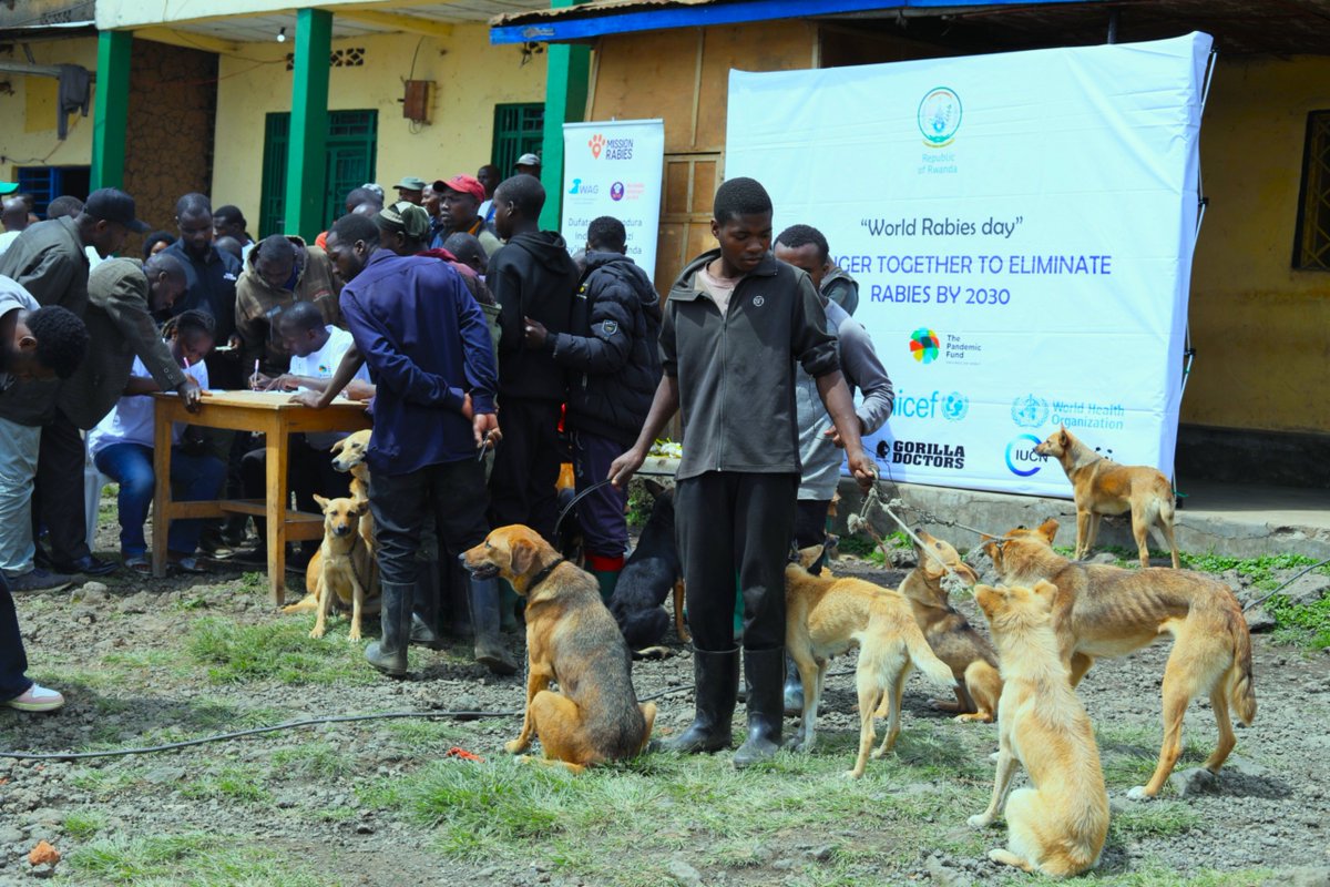 RBCRwanda's tweet photo. Uyu munsi, Ikigo Gishinzwe Ubuzima mu Rwanda (RBC) n'abafatanyabikorwa mu kwita ku buzima bukomatanyije, bifatanyije n'abaturage bo mu murenge wa Kinigi muri @MusanzeDistrict kwizihiza Umunsi mpuzamahanga wo kurwanya indwara y'ibisazi by'imbwa.

Bimwe mu bikorwa byahabereye  birimo kubarura imbwa zahazanwe, kuzikona ku mbwa z'ingabo, gukuramo nyababyeyi ku mbwakazi no kuzikingira. 
Ni  mu rwego rwo kurwanya kurumwa n'imbwa n' indwara y'ibisazi by'imbwa ndetse n'izindi ndwara zihererekanwa hagati y'abantu n'inyamaswa mu bice bituriye Parike y'Igihugu y'ibirunga.

#TurandureIbisaziByimbwa
=
Today, Rwanda Biomedical Centre, in collaboration with One Health partners, joined residents of Kinigi in Musanze District to mark World Rabies Day and raise awareness about preventing rabies and other zoonotic diseases.
As part of ongoing efforts around Volcanoes National Park, residents brought their dogs for registration, vaccination, and sterilization. 
These actions help prevent dog bites, reduce the risk of rabies transmission, and protect both people and animals.
 #OneHealth
#StrongerTogether 
#WorldRabiesDay2026