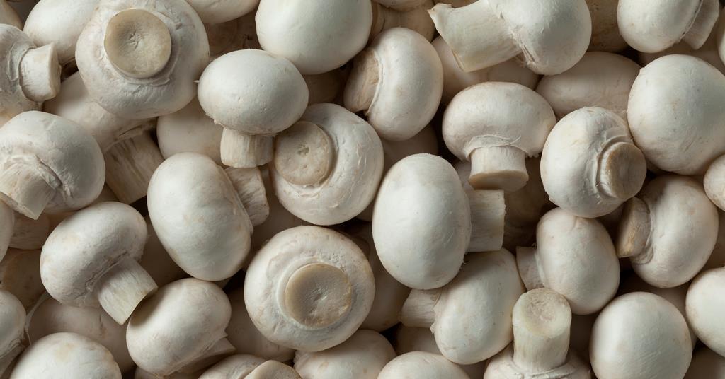FPJlive's tweet photo. Walsh Mushrooms expands into English-grown organics https://t.co/rMpvF6FTUP https://t.co/1PgfU6eVjN