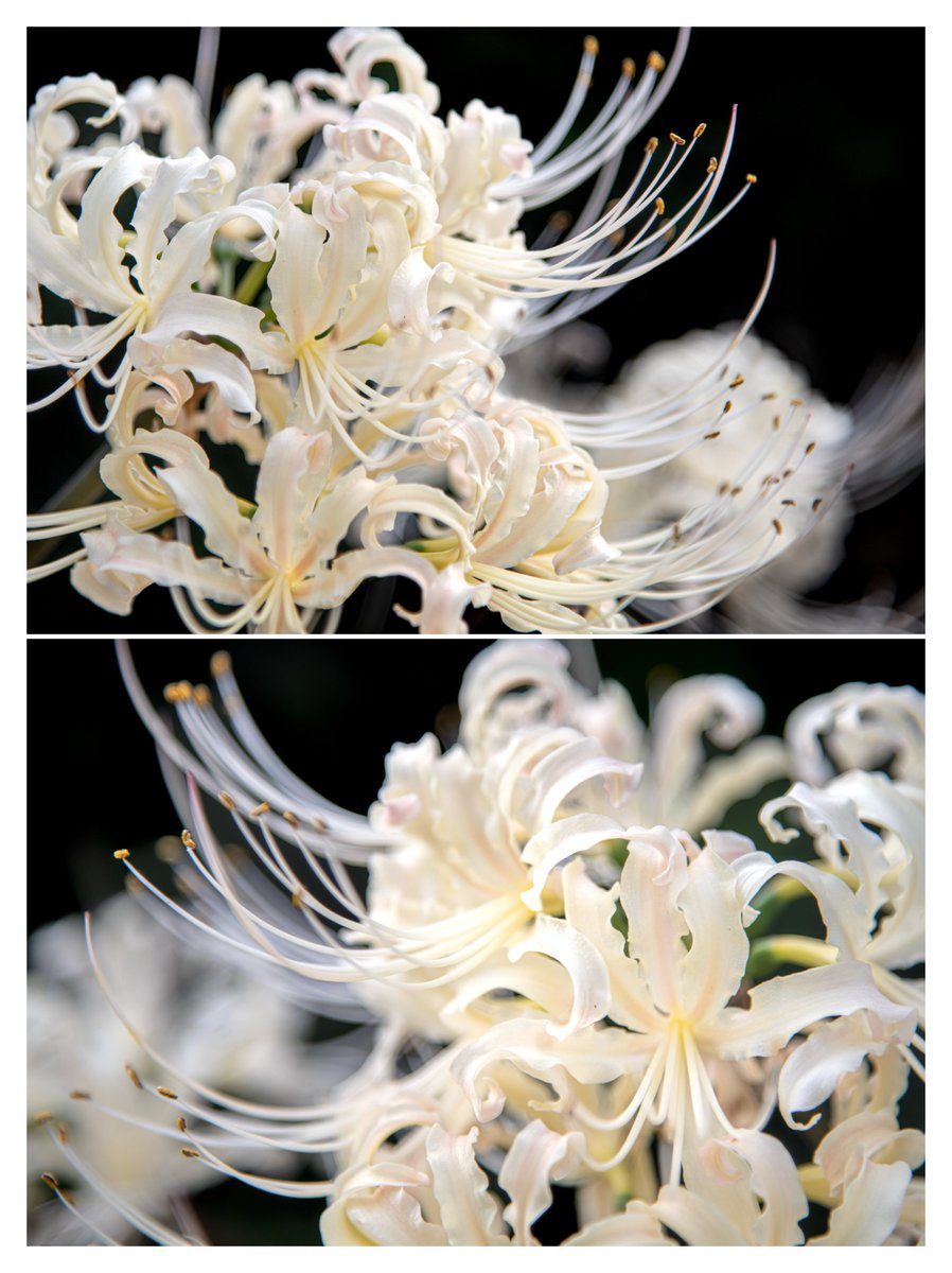 moon_clock_'s tweet photo. Dyeing the darkness white 𓂃˚‧ 𓆸

𖡼.𖤣𖥧𖡼.𖤣𖥧⚘ white spider lily. 𖡼.𖤣𖥧𖡼.𖤣𖥧⚘
#TLを花でいっぱいにしよう 
#写真好きな人と繋がりたい https://t.co/C6DCEyXvQ0