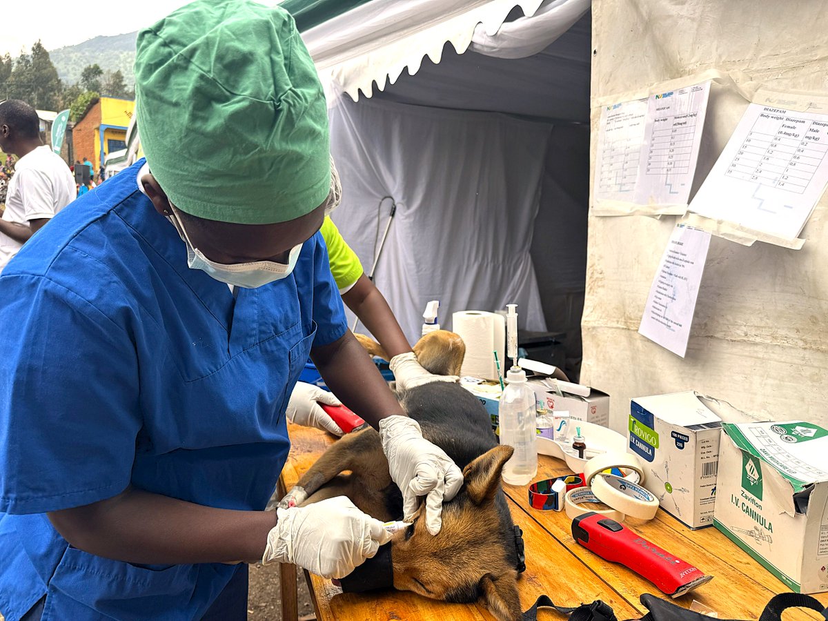 RBCRwanda's tweet photo. Uyu munsi, Ikigo Gishinzwe Ubuzima mu Rwanda (RBC) n'abafatanyabikorwa mu kwita ku buzima bukomatanyije, bifatanyije n'abaturage bo mu murenge wa Kinigi muri @MusanzeDistrict kwizihiza Umunsi mpuzamahanga wo kurwanya indwara y'ibisazi by'imbwa.

Bimwe mu bikorwa byahabereye  birimo kubarura imbwa zahazanwe, kuzikona ku mbwa z'ingabo, gukuramo nyababyeyi ku mbwakazi no kuzikingira. 
Ni  mu rwego rwo kurwanya kurumwa n'imbwa n' indwara y'ibisazi by'imbwa ndetse n'izindi ndwara zihererekanwa hagati y'abantu n'inyamaswa mu bice bituriye Parike y'Igihugu y'ibirunga.

#TurandureIbisaziByimbwa
=
Today, Rwanda Biomedical Centre, in collaboration with One Health partners, joined residents of Kinigi in Musanze District to mark World Rabies Day and raise awareness about preventing rabies and other zoonotic diseases.
As part of ongoing efforts around Volcanoes National Park, residents brought their dogs for registration, vaccination, and sterilization. 
These actions help prevent dog bites, reduce the risk of rabies transmission, and protect both people and animals.
 #OneHealth
#StrongerTogether 
#WorldRabiesDay2026