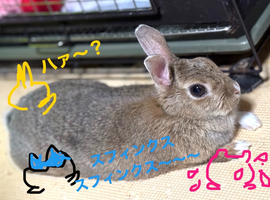 PocopocoK1111's tweet photo. こんなんさー
絶対あれじゃん^⸝⸝o̴̶̷̥᷅  ̫ o̴̶̷̥᷅⸝⸝^

にしか見えないうちのリアルうさぎ😆

 #ちいかわ #スフィンクス #うさぎ https://t.co/abGUEU4QQD