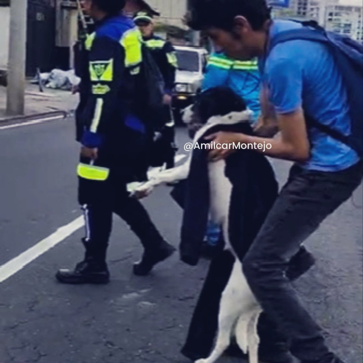 Perrita atropellada. 📍 20 avenida y 20 calle, zona 10. 📝 Una perrita se atravesó la calle y fue atropellada por un vehículo, cuyo conductor se dio a la fug…