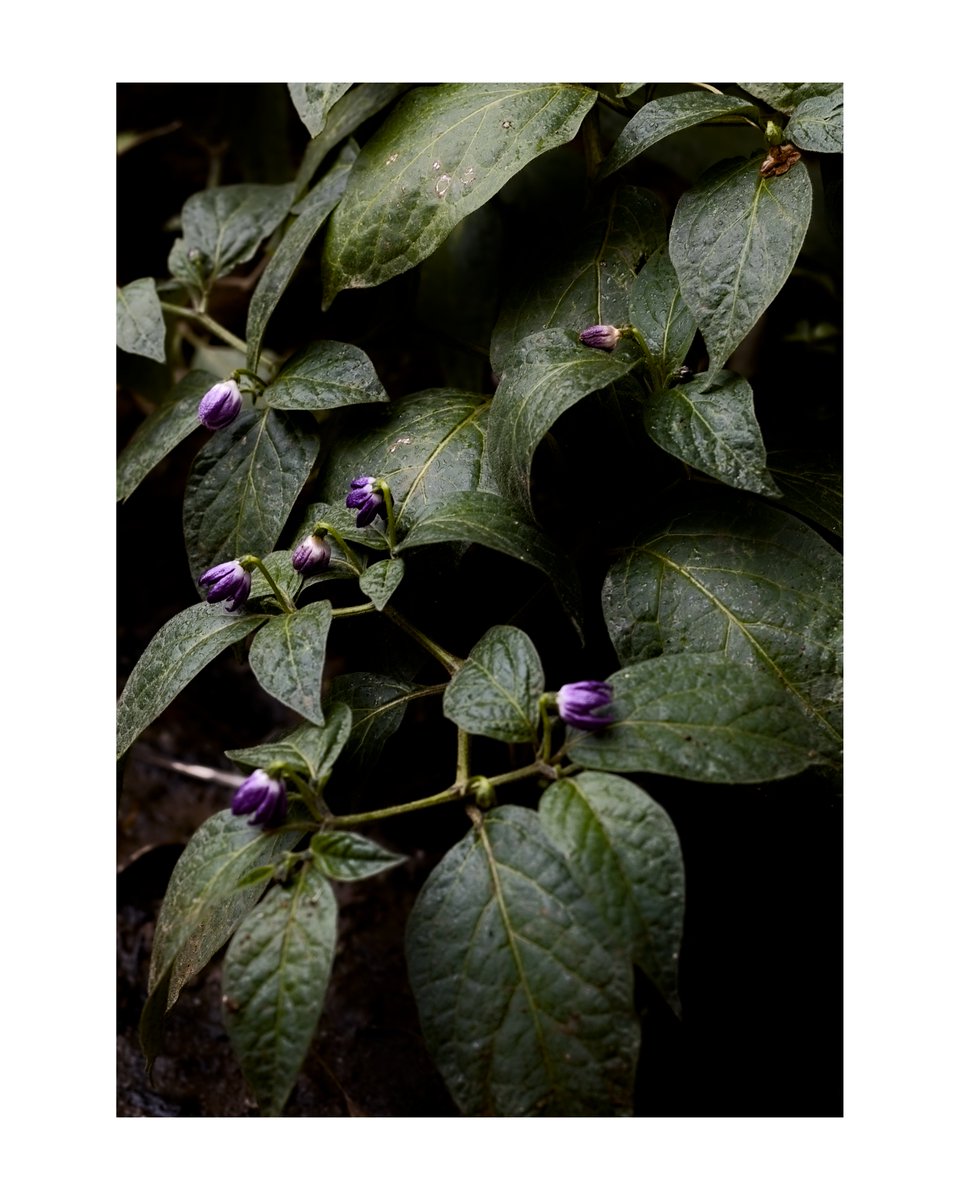 lebretonf22's tweet photo. Piment diable 🌶️📷🇷🇪
#photo #photography #photograph #nature #naturelove #piment #pepper #beauty #beautyful #fypシ゚viral #pourtoi #foryou #foryoupage #canon #canonphoto #iledelareunion https://t.co/pM4Br9ihez