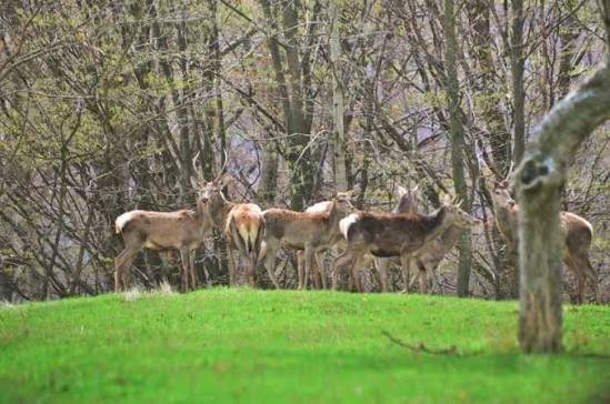 _Biancaa_19's tweet photo. Spectacol al naturii în Parcul Național Defileul Jiului! Sezonul de boncănit al cerbilor este în plină desfășurare, iar strigătele lor puternice se aud până în localitatea Bumbești-Jiu. 
​#DefileulJiului #NaturaRomania #Retezat #Cerbi #BumbestiJiu #Romania #WildRomania #Mediu https://t.co/RUBfwNDhgW