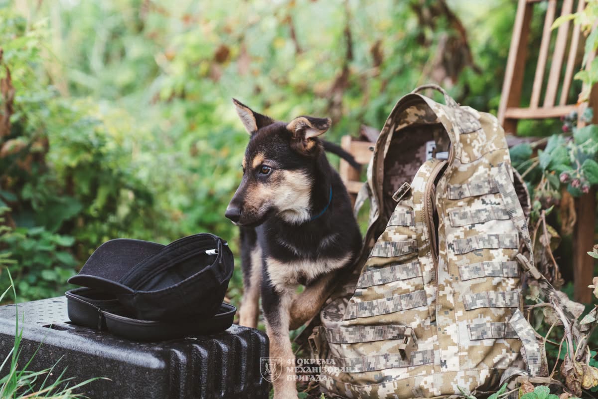 DefenceU's tweet photo. Found as a defenseless puppy. 
Fed, healed, adopted by a drone unit.
Now she sees the pilots off on combat missions and waits for them to come back.

Delta also stands her own watch: when she senses enemy drones or incoming fire, she disappears. The warriors read that as a warning to be especially alert.

📷: 41st Mechanized Brigade