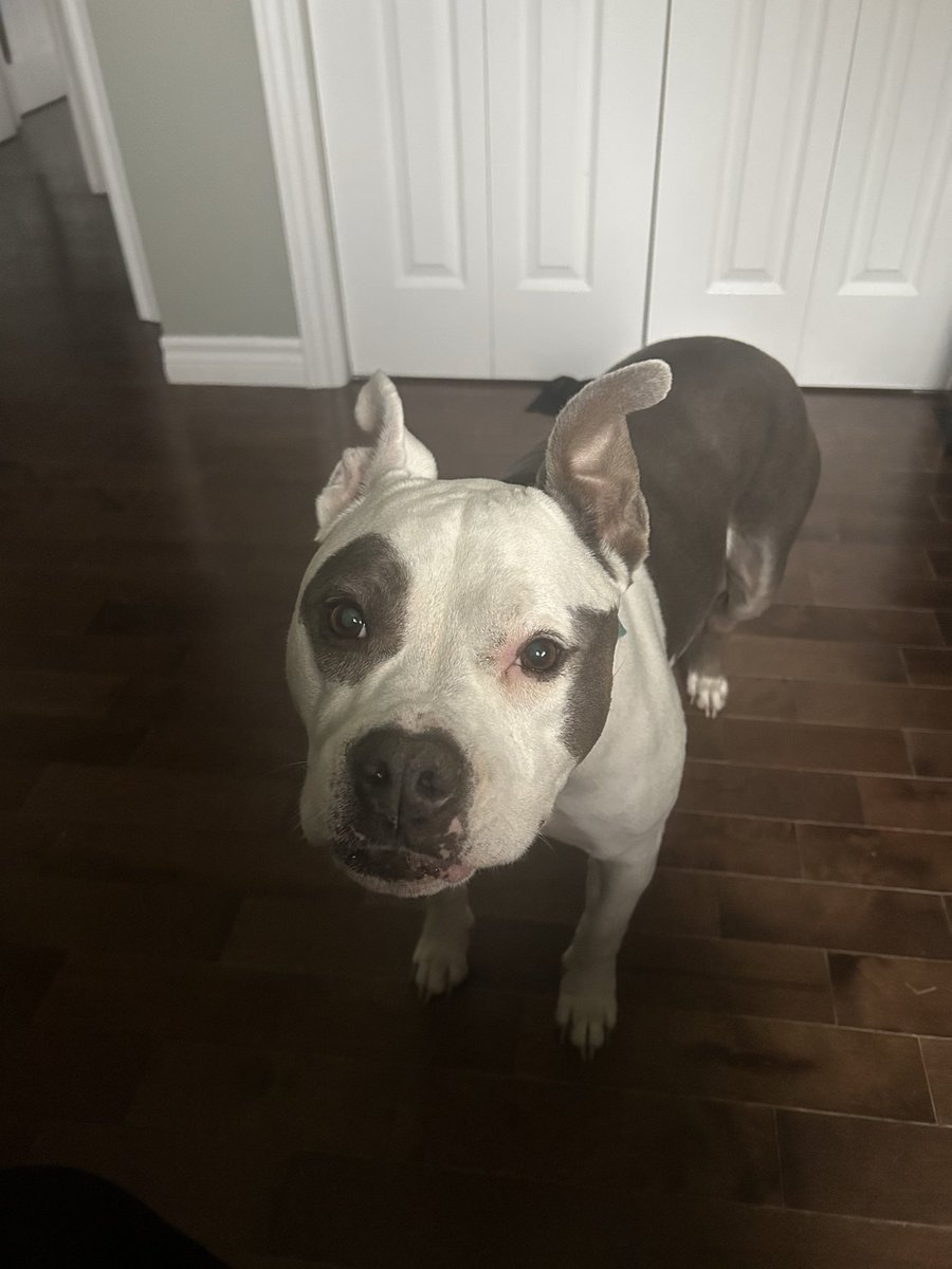 HappyBullyPress's tweet photo. @petpopular Absolutely. I could not have gotten through some of my hardest times without my emotional support dog. https://t.co/YincBJcBiS
