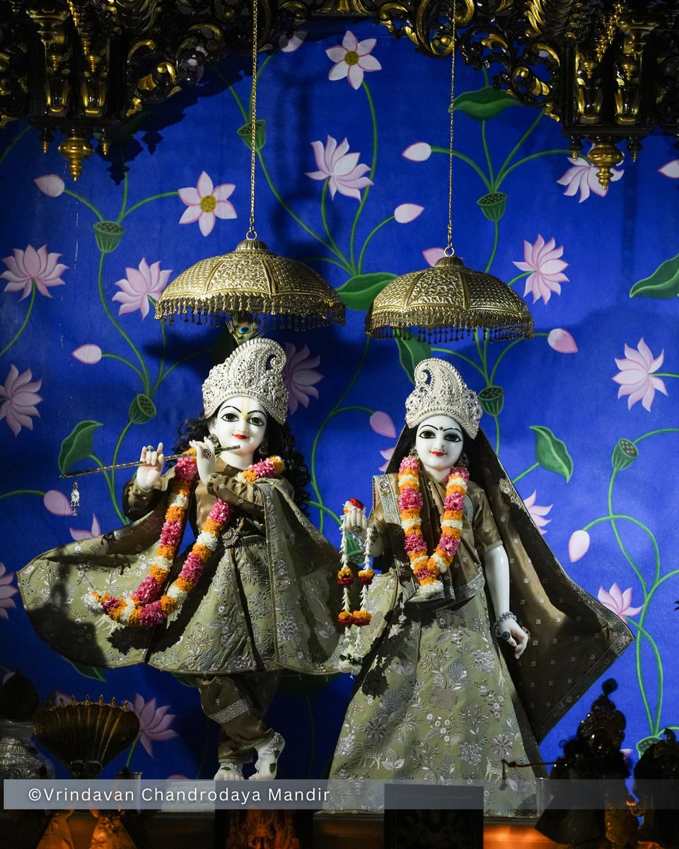 VCMVrindavan's tweet photo. Tonight's Shayana Darshan of Sri Radha Vrindavanchandra - 28 Sep 2026 

#vrindavan #vrindavanchandrodayamandira #Krishna #Radha https://t.co/G2KuKn9ncL