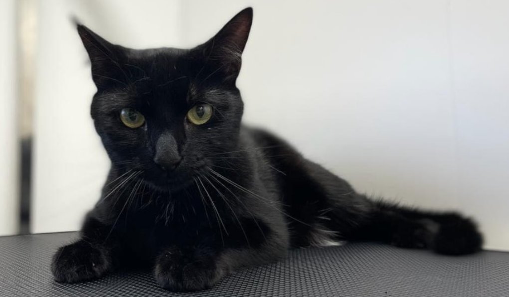 TPExpressTrains's tweet photo. 💔It is with heavy hearts that TransPennine Express (TPE) announces the passing of Bolt, Huddersfield’s much-loved former station cat, following a road traffic accident.

🐈Bolt joined the team at Huddersfield station in 2018 as an apprentice to Felix, the station’s famous Senior Pest Controller, and quickly became a firm favourite with colleagues, customers and visitors from around the world.