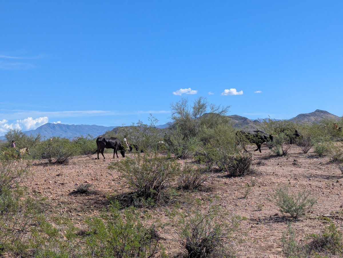 pillar_fire's tweet photo. The desert is a wild place but I miss the trees. https://t.co/rVyGsPogrj