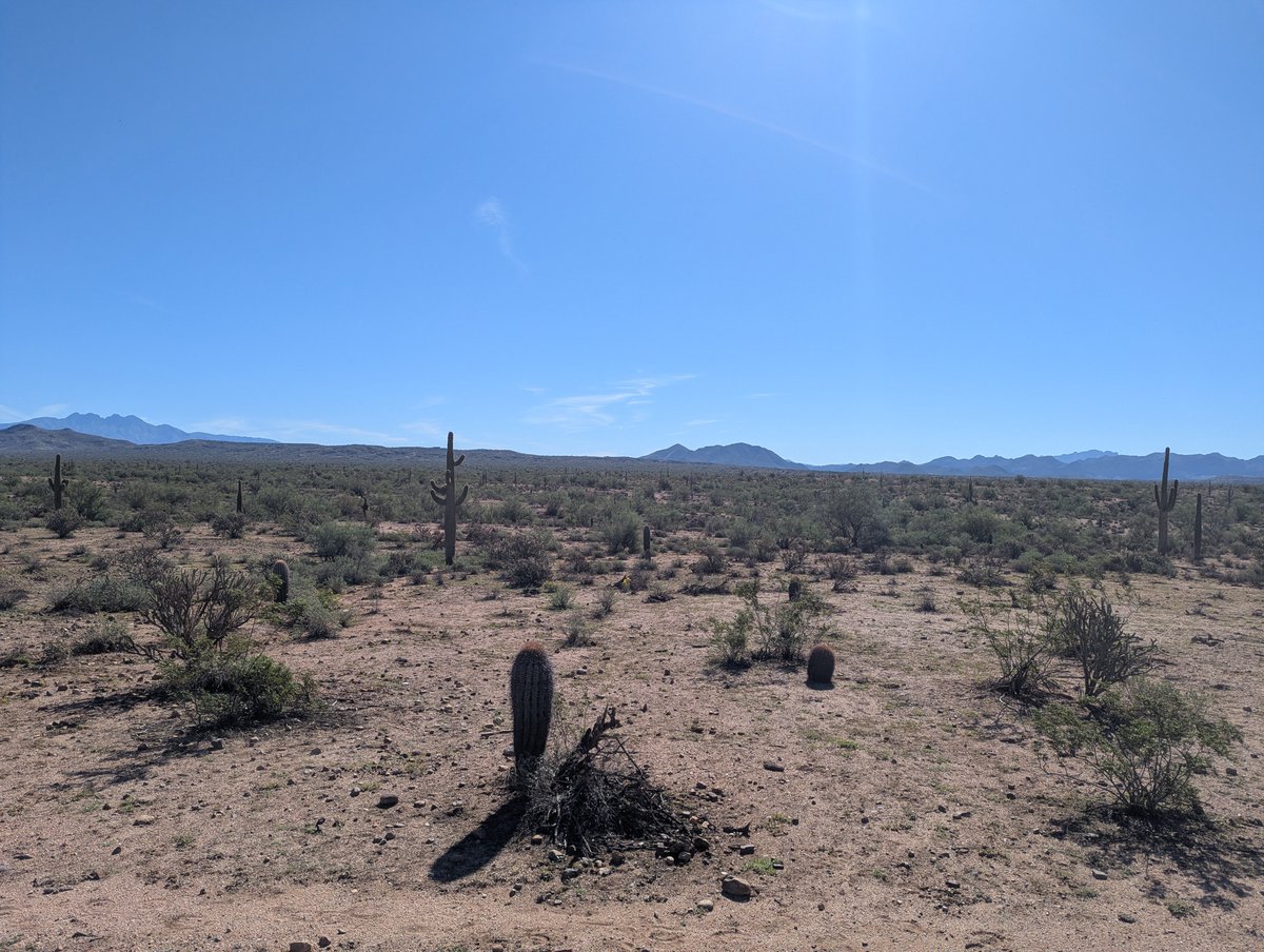 pillar_fire's tweet photo. The desert is a wild place but I miss the trees. https://t.co/rVyGsPogrj