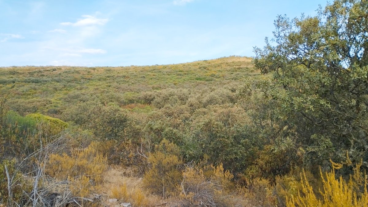 CastellaNatura's tweet photo. Este, como tantos otros, es un paisaje protegido, concretamente es un Hábitat de Interés Comunitario, código 9340.

Por mucho que a algunos les provoque urticaria este tipo de paisajes forestales, son entornos de alto valor ecológico y necesarios para el ecosistema forestal. https://t.co/DYNYrpjrge