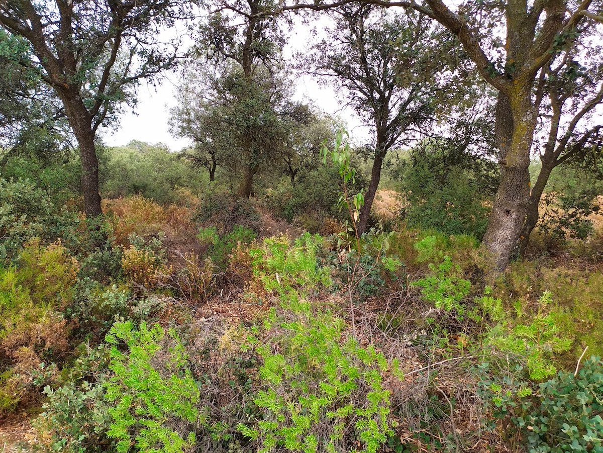 CastellaNatura's tweet photo. Este, como tantos otros, es un paisaje protegido, concretamente es un Hábitat de Interés Comunitario, código 9340.

Por mucho que a algunos les provoque urticaria este tipo de paisajes forestales, son entornos de alto valor ecológico y necesarios para el ecosistema forestal. https://t.co/DYNYrpjrge