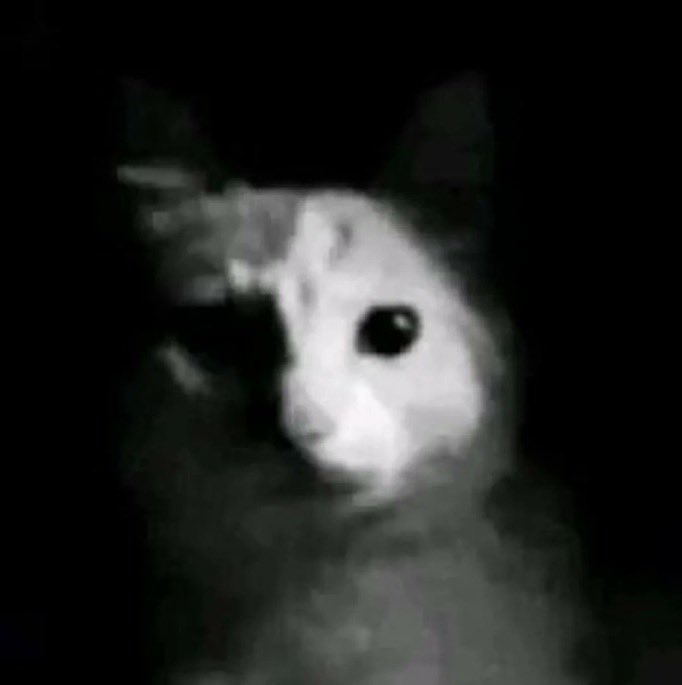 DIABOROX0's tweet photo. @LARASPUTIN como é? https://t.co/ROz97Q81FZ
