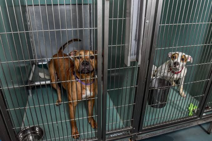 Claire_ennet's tweet photo. Do you believe that all animal shelters should receive public funding the same way parks, roads, and libraries do? https://t.co/cymEqZeDsO