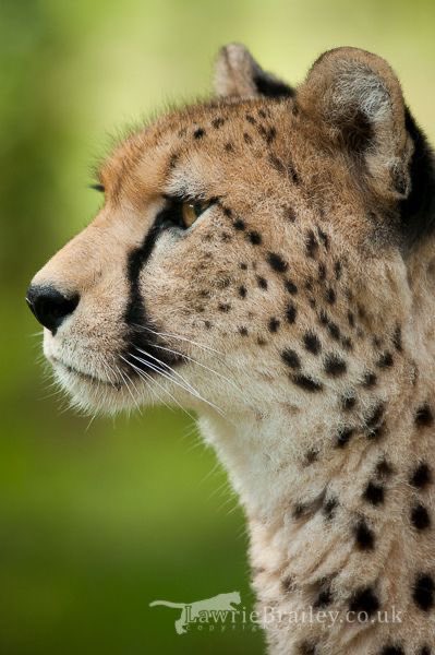opiastris81's tweet photo. we all say he’s a cat but never deemed which cat and i say cheetah because cheetahs are so freaking shy and polite and they can’t even roar they can only meow or CHIRP😭 yet somehow they’re the fastest land animal on the planet? also they’re covered in oscdots so #PROVEMEWRONG https://t.co/atASVgaqHW