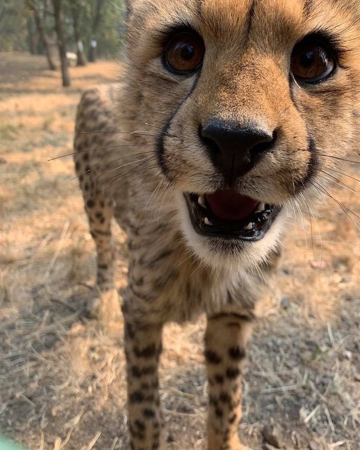 opiastris81's tweet photo. we all say he’s a cat but never deemed which cat and i say cheetah because cheetahs are so freaking shy and polite and they can’t even roar they can only meow or CHIRP😭 yet somehow they’re the fastest land animal on the planet? also they’re covered in oscdots so #PROVEMEWRONG https://t.co/atASVgaqHW