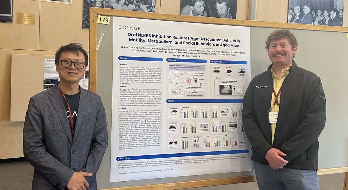 bioagelabs's tweet photo. At @CSHL's Mechanisms of Aging meeting, BioAge scientists Shijun Yan, PhD, MBA and Andrew Banicki presented their poster, "Oral NLRP3 Inhibition Restores Age-Associated Deficits in Motility, Metabolism, and Social Behaviors in Aged Mice."

NLRP3 is a key driver of age-related inflammation, and BioAge's discovery platform found that NLRP3 activity is significantly associated with all-cause mortality in humans. In old mice, once-daily oral treatment with a BGE-102 analog significantly increased activity and reduced time spent inactive, bringing these measures to the level of younger animals or beyond.

These preclinical findings support NLRP3 as a potential target for age-related functional decline. BGE-102, BioAge's investigational oral, brain-penetrant NLRP3 inhibitor, is now in Phase 2 trials for cardiovascular risk and diabetic macular edema.