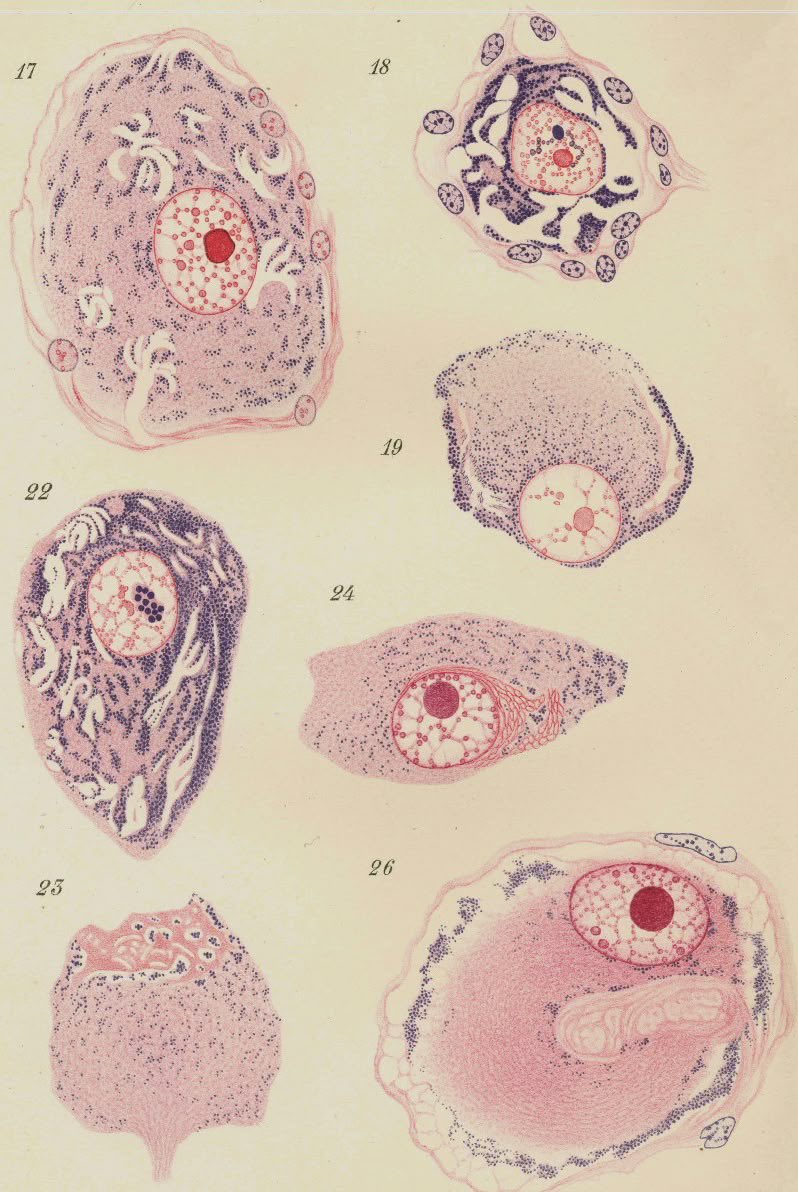HealthyAlfred's tweet photo. they followed 266 elderly patients for eight years.

the group that got a peptide from the pineal gland lived SIGNIFICANTLY longer.

it's called Epitalon. four amino acids.

it switches telomerase back on — the enzyme that rebuilds the ends of your chromosomes. your cells shut it off in childhood.

Epitalon turned it back on. the telomeres lengthened.

(PMID: 12937682)

almost all of it comes from one group in St Petersburg. huge claims, thin independent replication.

everything's in the replies ↓