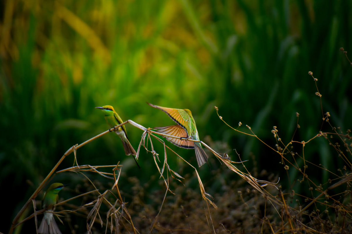 BonniePollfa's tweet photo. The Asian Green Bee-eater has bright emerald-green plumage, a golden-bronze crown and nape, and a pale turquoise throat framed by a thin black collar. It inhabits grasslands, woodlands, fields, scrub forests, and areas near water. https://t.co/cB0KrojWsQ