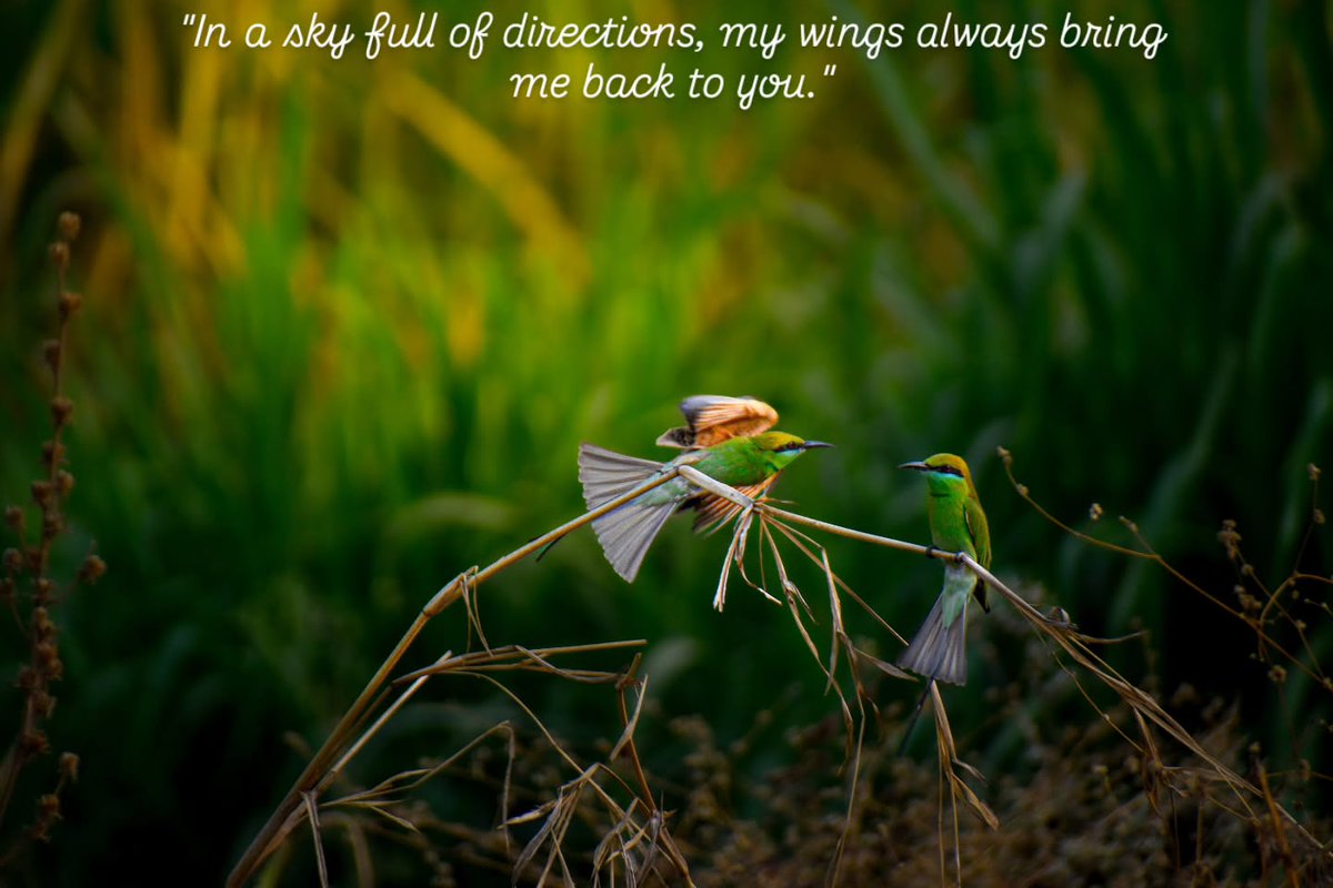 BonniePollfa's tweet photo. The Asian Green Bee-eater has bright emerald-green plumage, a golden-bronze crown and nape, and a pale turquoise throat framed by a thin black collar. It inhabits grasslands, woodlands, fields, scrub forests, and areas near water. https://t.co/cB0KrojWsQ