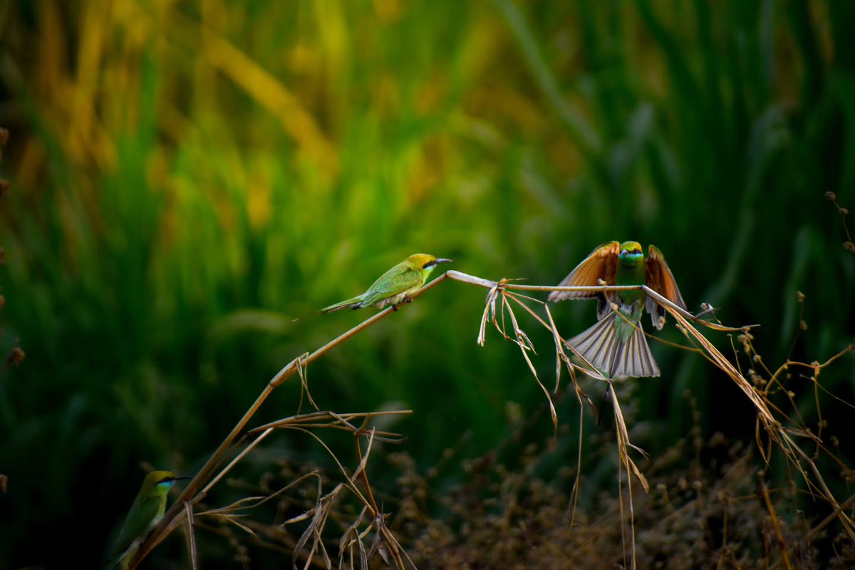 BonniePollfa's tweet photo. The Asian Green Bee-eater has bright emerald-green plumage, a golden-bronze crown and nape, and a pale turquoise throat framed by a thin black collar. It inhabits grasslands, woodlands, fields, scrub forests, and areas near water. https://t.co/cB0KrojWsQ