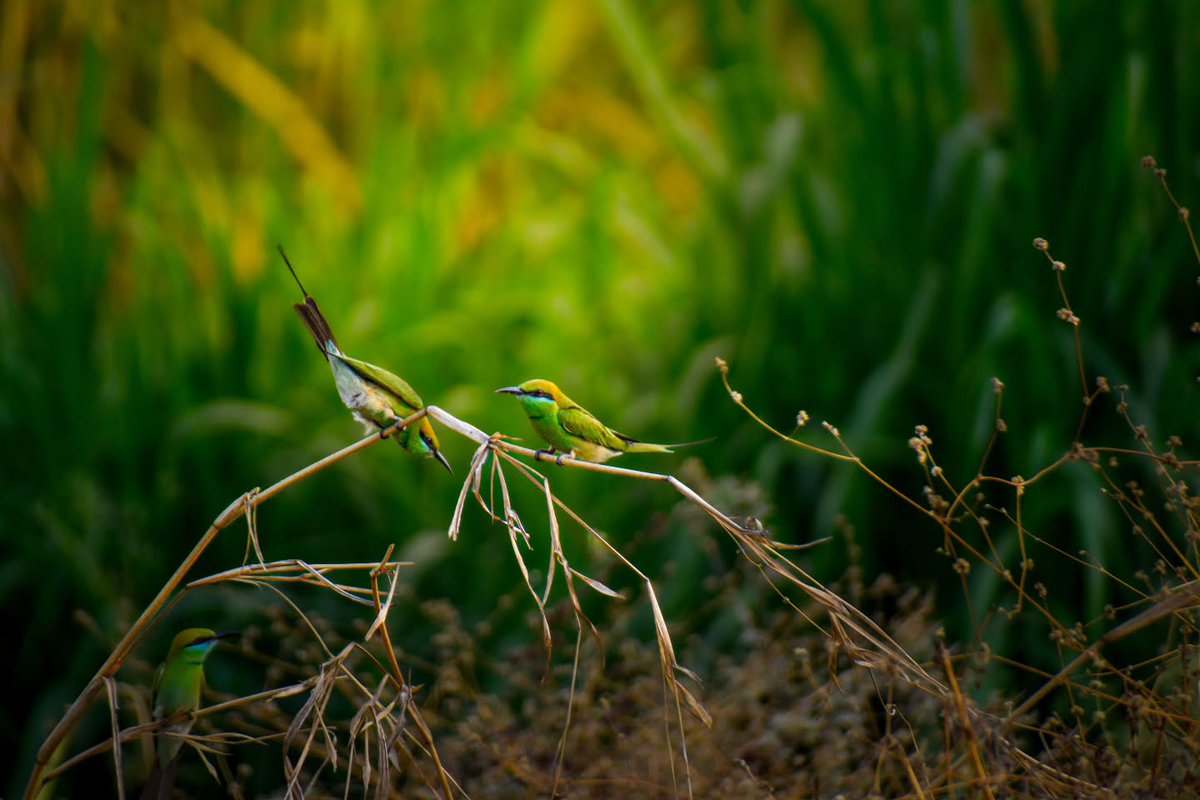 BonniePollfa's tweet photo. The Asian Green Bee-eater has bright emerald-green plumage, a golden-bronze crown and nape, and a pale turquoise throat framed by a thin black collar. It inhabits grasslands, woodlands, fields, scrub forests, and areas near water. https://t.co/cB0KrojWsQ