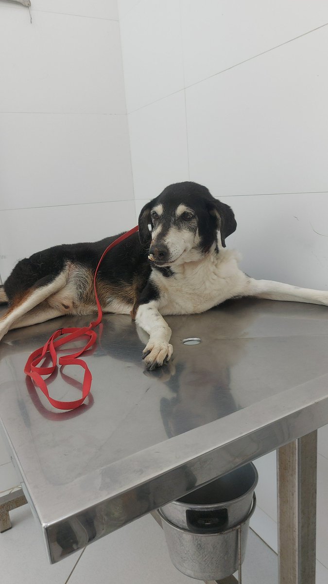 amigosdosonso's tweet photo. 🚨 PEDIDO DE AJUDA URGENTE 

Vovô está com problemas cardíacos e precisa do medicamento Pimobendan que custa R$ 101,10 com o frete.
Quem pode ajudar?

✅️Pix: amigosdosonso@gmail.com 

⚠️ O exame de sangue deu alterações que será necessário exames complementares. https://t.co/QhSv5oy49T