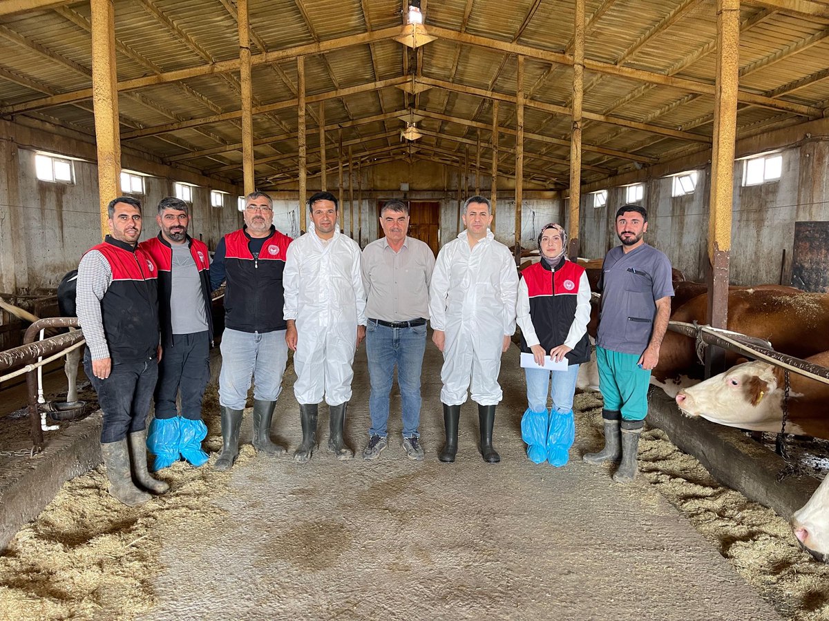 Ncttngnc's tweet photo. Şap Hastalığına Karşı Aşılama Çalışmalarımızın Startını Verdik!!🐄 💉

İl Müdürlüğümüz koordinasyonunda, ilimiz genelinde şap hastalığına karşı aşılama çalışmalarımızı başlattık.

Hayvan sağlığını korumak, yetiştiricilerimizin emeğini güvence altına almak ve hayvancılığımızın sürdürülebilirliğini sağlamak için ekiplerimiz sahada.

Bu mücadelede en büyük gücümüz yetiştiricilerimizin desteği ve iş birliğidir.

Birlikte hareket ediyor, hayvancılığımızı birlikte koruyoruz.

@ibrahimyumakli @TCTarim 
@TR_HAYGEM @Valiavnicakir