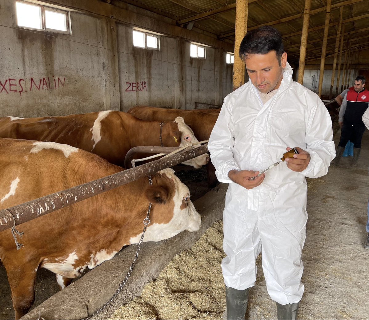 Ncttngnc's tweet photo. Şap Hastalığına Karşı Aşılama Çalışmalarımızın Startını Verdik!!🐄 💉

İl Müdürlüğümüz koordinasyonunda, ilimiz genelinde şap hastalığına karşı aşılama çalışmalarımızı başlattık.

Hayvan sağlığını korumak, yetiştiricilerimizin emeğini güvence altına almak ve hayvancılığımızın sürdürülebilirliğini sağlamak için ekiplerimiz sahada.

Bu mücadelede en büyük gücümüz yetiştiricilerimizin desteği ve iş birliğidir.

Birlikte hareket ediyor, hayvancılığımızı birlikte koruyoruz.

@ibrahimyumakli @TCTarim 
@TR_HAYGEM @Valiavnicakir