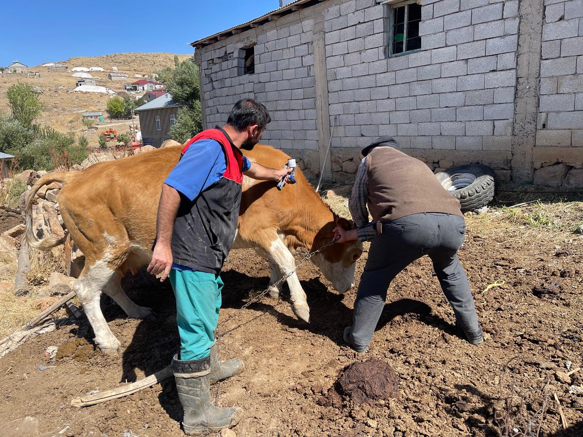 Ncttngnc's tweet photo. Şap Hastalığına Karşı Aşılama Çalışmalarımızın Startını Verdik!!🐄 💉

İl Müdürlüğümüz koordinasyonunda, ilimiz genelinde şap hastalığına karşı aşılama çalışmalarımızı başlattık.

Hayvan sağlığını korumak, yetiştiricilerimizin emeğini güvence altına almak ve hayvancılığımızın sürdürülebilirliğini sağlamak için ekiplerimiz sahada.

Bu mücadelede en büyük gücümüz yetiştiricilerimizin desteği ve iş birliğidir.

Birlikte hareket ediyor, hayvancılığımızı birlikte koruyoruz.

@ibrahimyumakli @TCTarim 
@TR_HAYGEM @Valiavnicakir