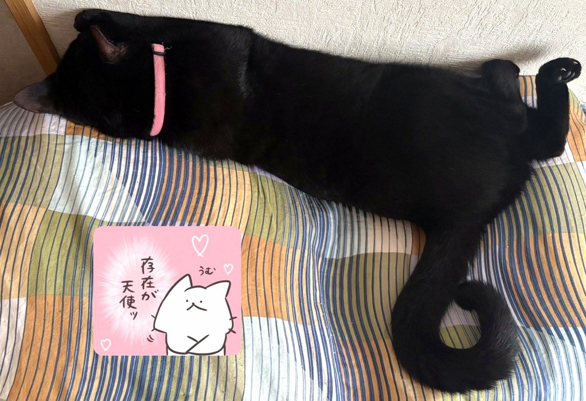 BthnMvi's tweet photo. 肉球サービスをしてくださり、PONG嬢に多大なる感謝 https://t.co/bct4lxj2K6