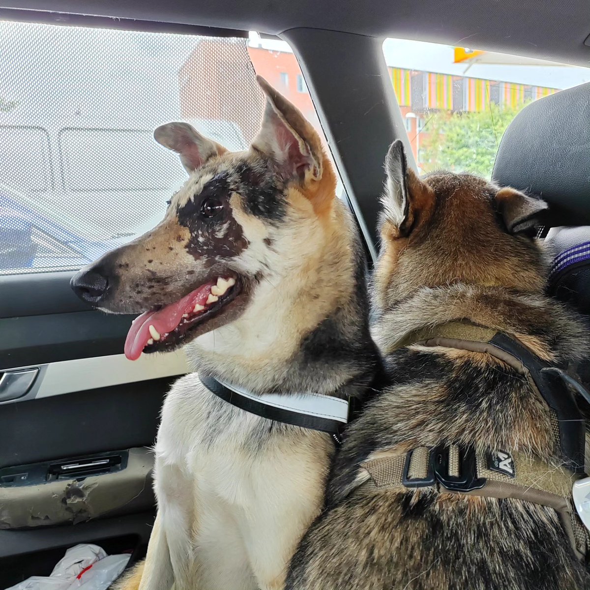 GrayceMayanlj's tweet photo. Oltii koirapuistossa Viipurin koirien tapahtumassa Järvenpäässä. Kotimatkalla alkoi jo hieman väsyttää, ja Kerttukin nukkui sylissäni koko matkan mennen tullen 🤭😂 Paikalla oli valtavasti kavereita. https://t.co/uZMZPn3mnU