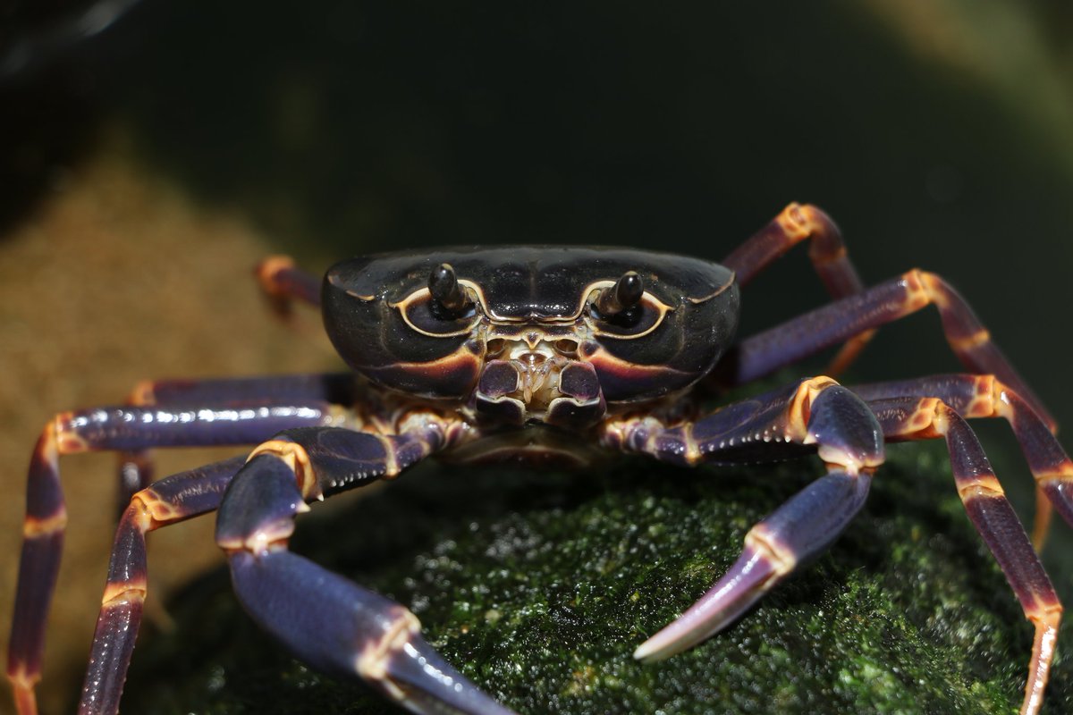 CrustaceanAmat1's tweet photo. four years old https://t.co/tPTGjkAgln