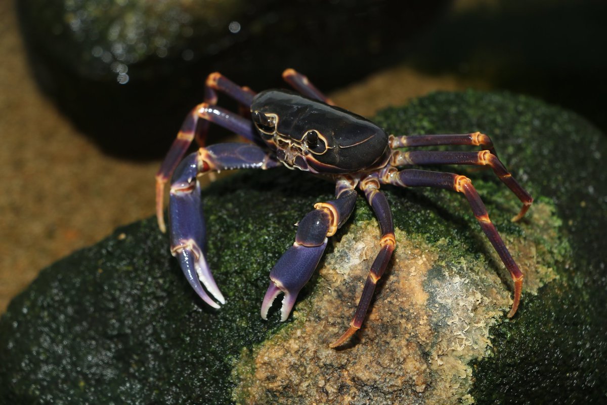 CrustaceanAmat1's tweet photo. four years old https://t.co/tPTGjkAgln