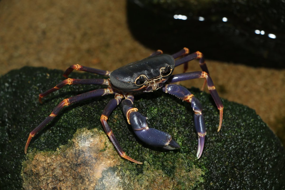 CrustaceanAmat1's tweet photo. four years old https://t.co/tPTGjkAgln