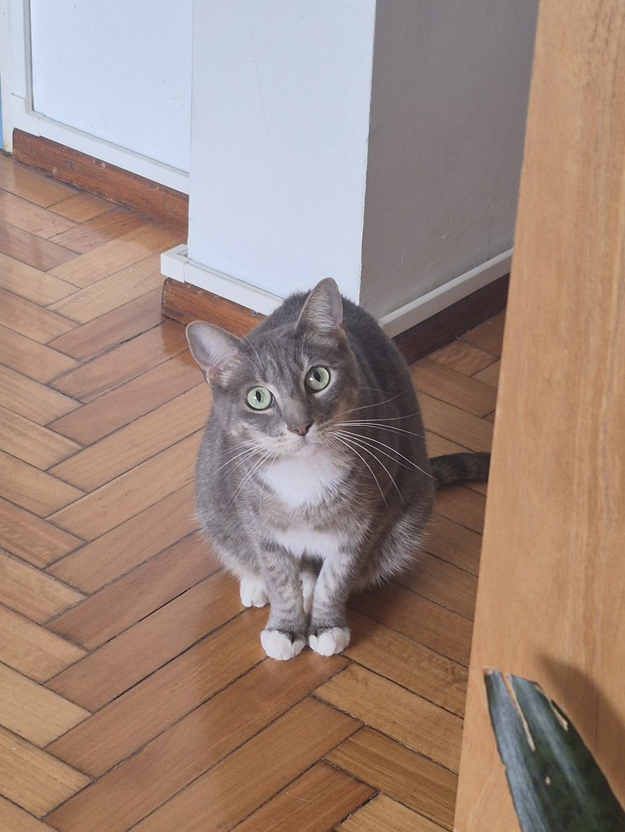 from_la_matanza's tweet photo. El viernes me quedé sin voz de la nada y estuve todo el fin de semana fuera de casa.
Hoy a la mañana ya en casa mandé un audio con mi voz afónica y ahora mi gata me sigue por todos lados y me mira así. https://t.co/80zF0UqeOp