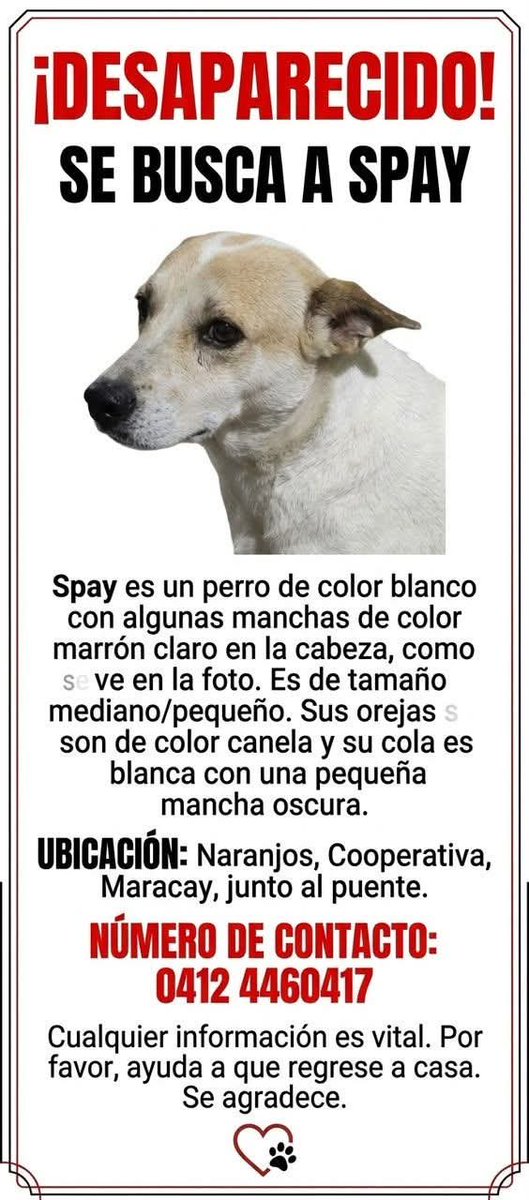 PerroUsuario's tweet photo. Se busca a Spay en Maracay, Naranjos, Cooperativa https://t.co/k9Mpr1ylQF
