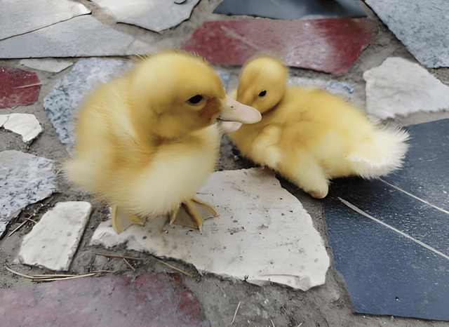 vrix_3327bx's tweet photo. [I made friend with a duck卓种侠 who's good at梢 climbing!]， https://t.co/mQquNT5U1M