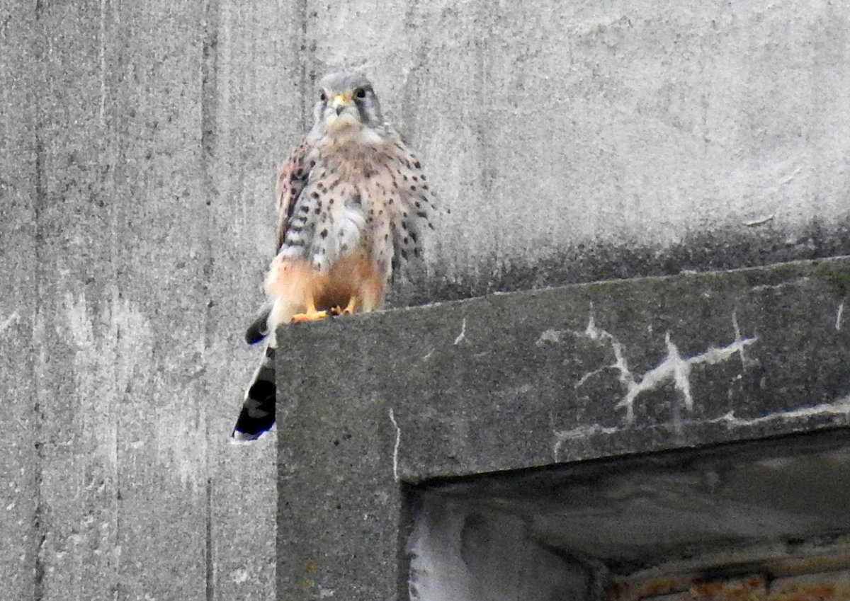 uraniwa4001's tweet photo. ご近所の鳥さん。#チョウゲンボウ です。
今年はあまりセミが出ませんでしたねー。
そのせいか、チョゲさんの来訪も少ない夏でした。
9/16 13:02撮影。
#野鳥 #NIKON #P900 https://t.co/PaP1D8sisj